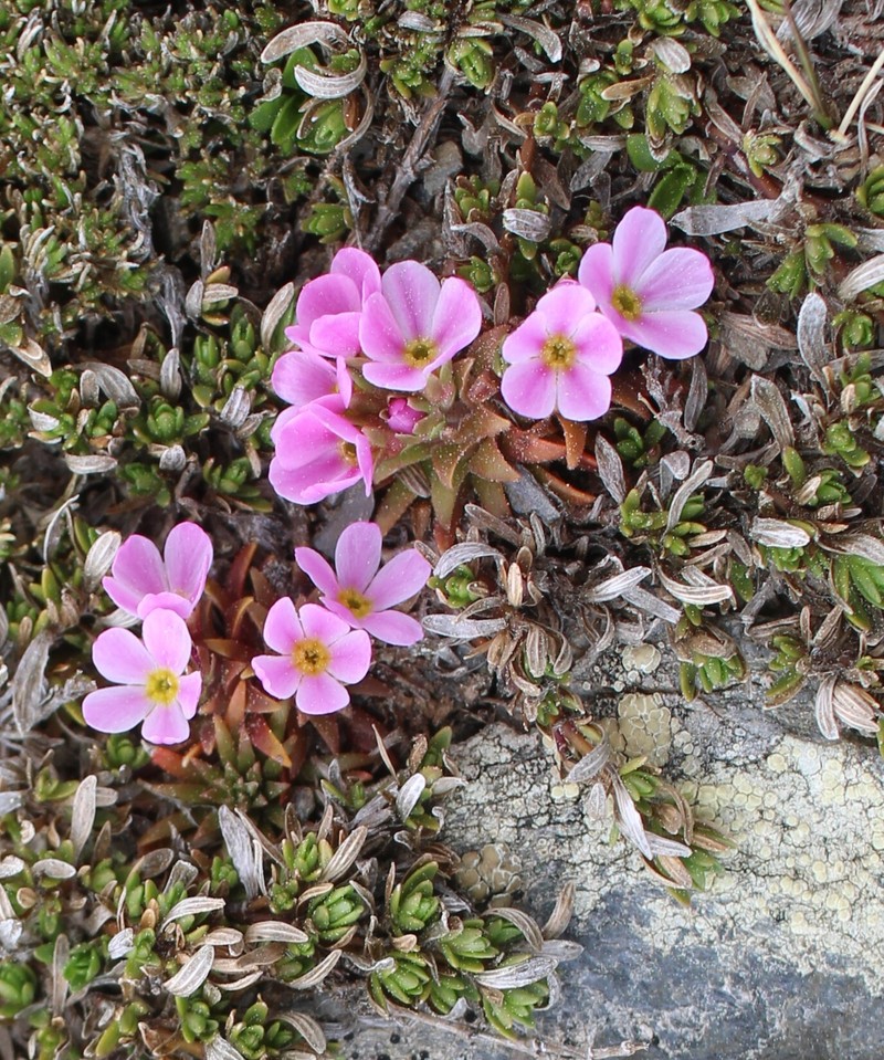 Androsace halleri subsp. nuria photo 3