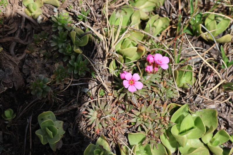 Androsace halleri subsp. nuria photo 4