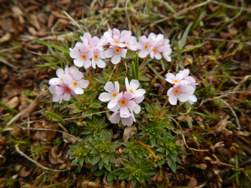 Androsace hedreantha