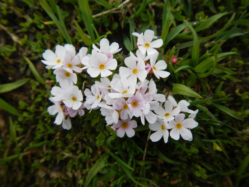 Androsace hedreantha photo 2