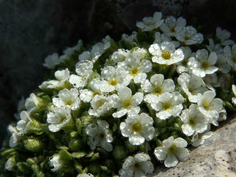 Androsace helvetica
