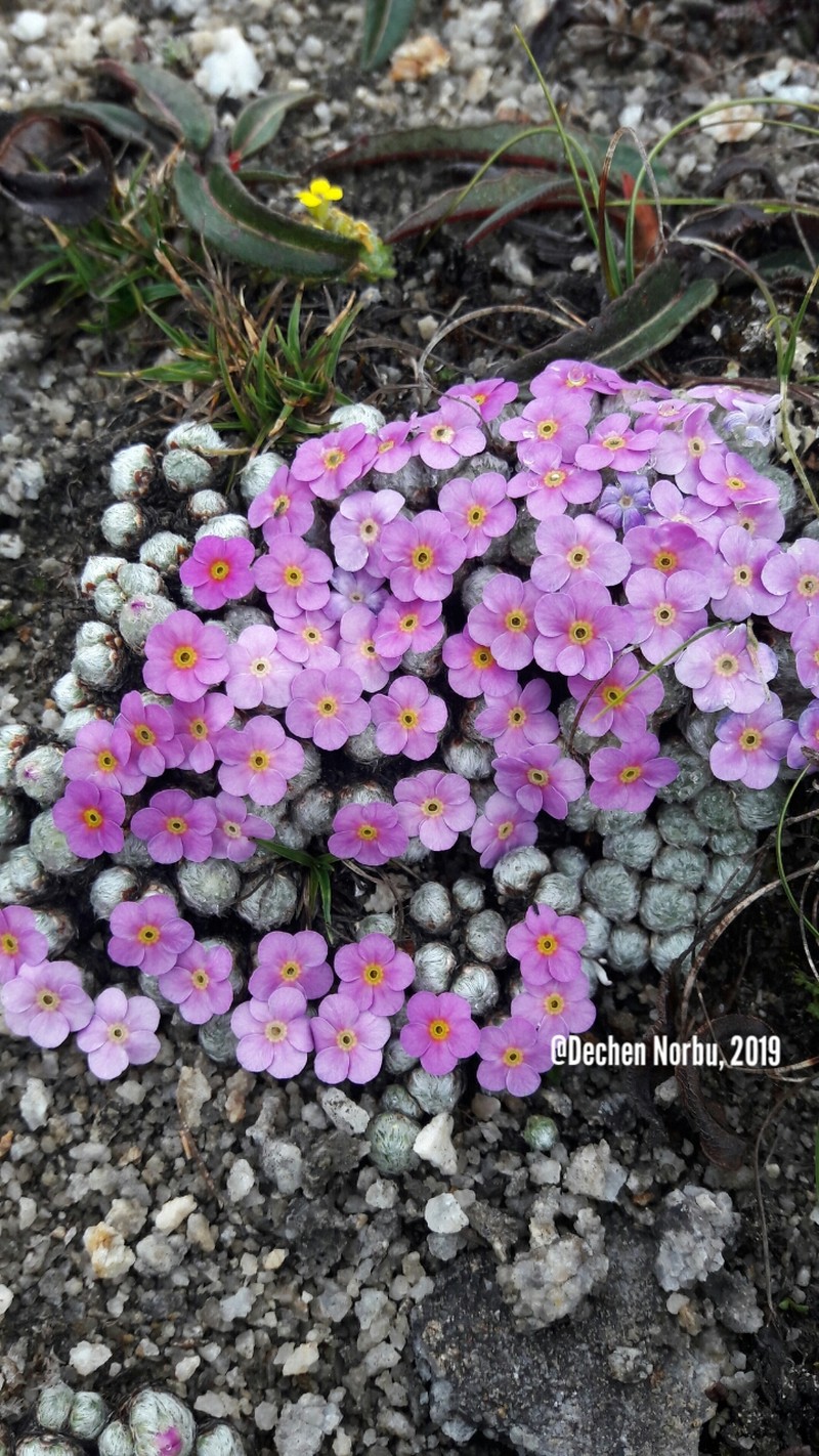 Androsace hemisphaerica