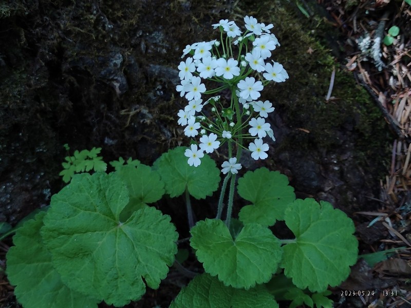 Androsace henryi