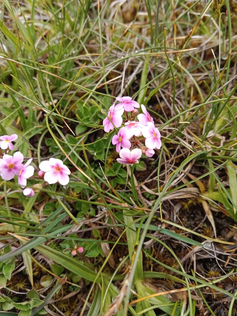 Androsace hookeriana