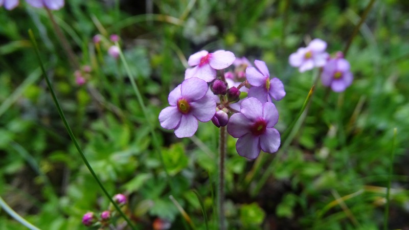 Androsace hookeriana photo 2