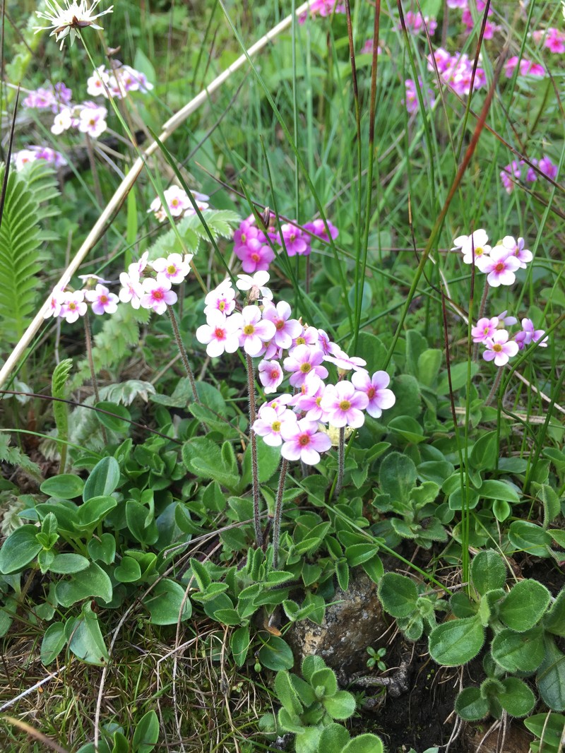 Androsace hookeriana photo 3