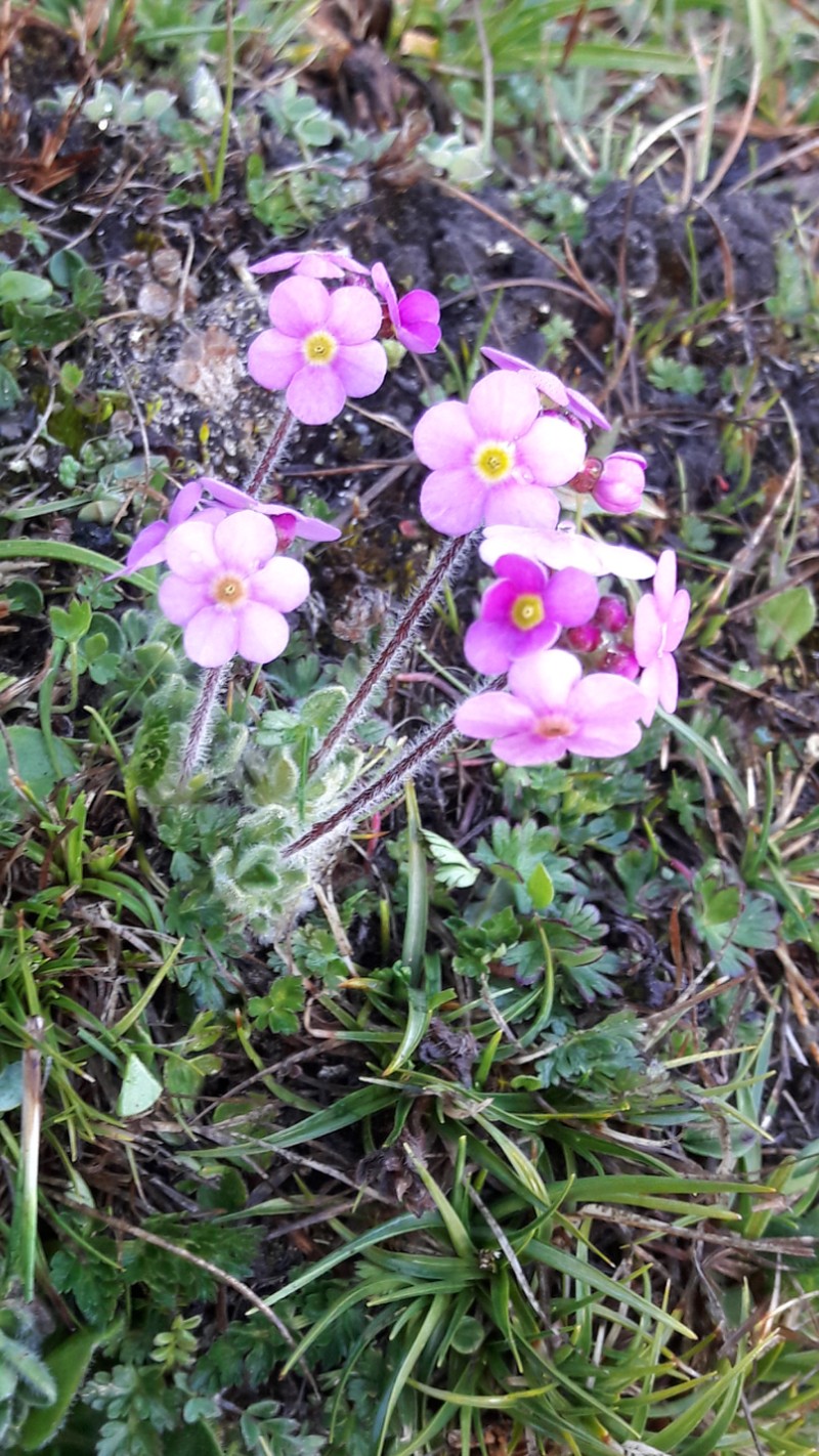 Androsace hookeriana photo 4