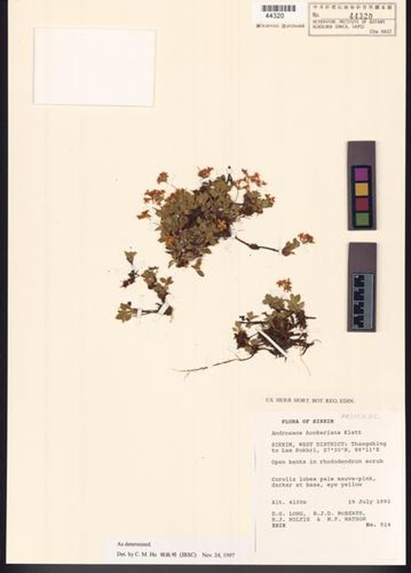 Androsace hookeriana photo 5