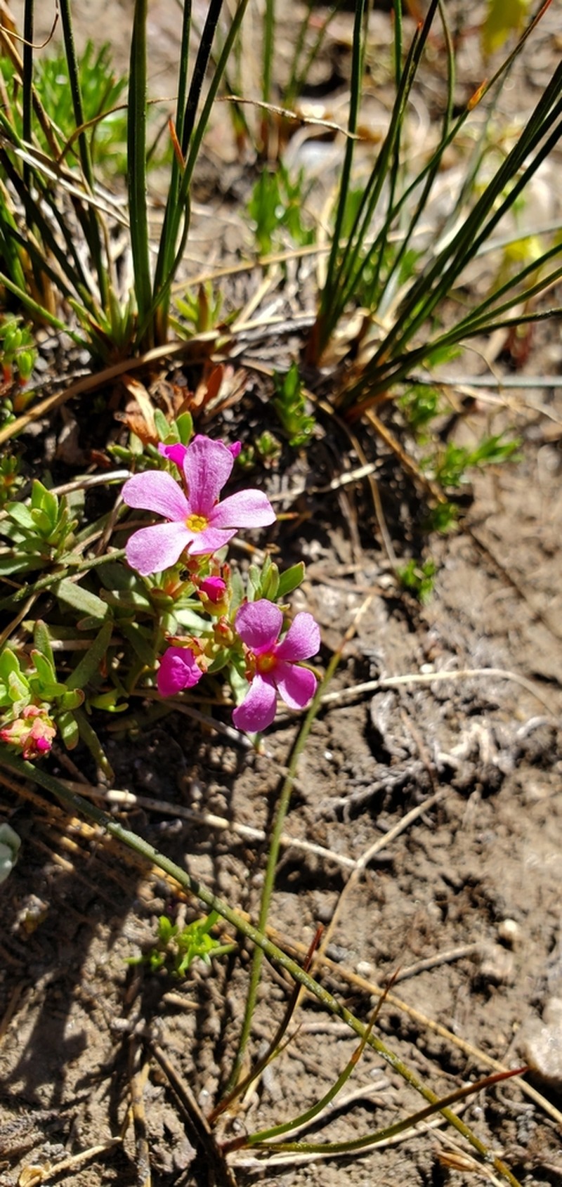 Idaho Dwarf-Primrose photo 3