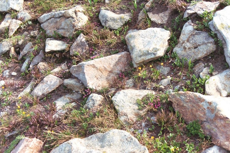 Idaho Dwarf-Primrose photo 4