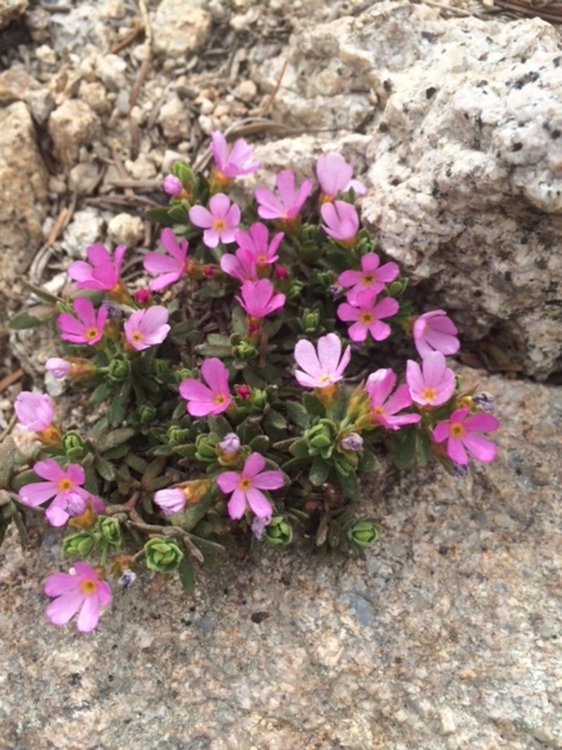 Idaho Dwarf-Primrose photo 6