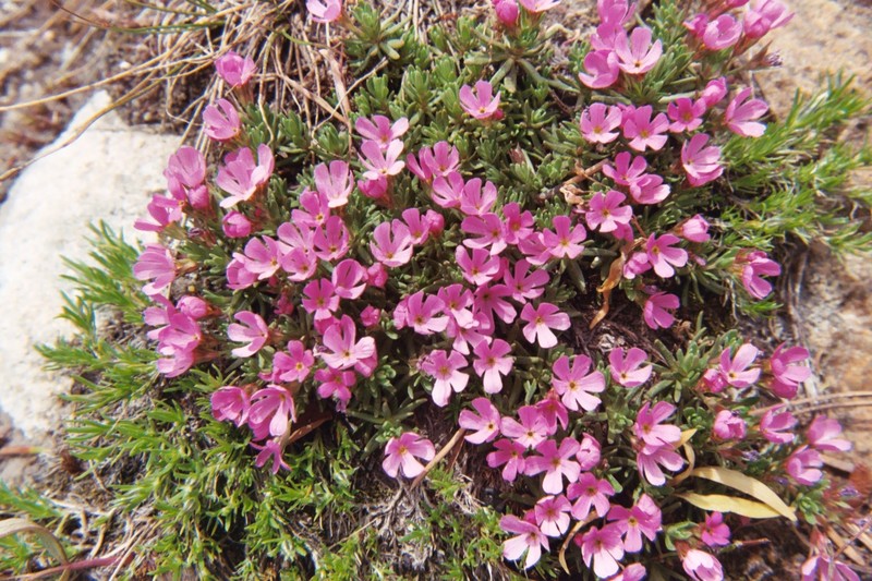Idaho Dwarf-Primrose photo 7