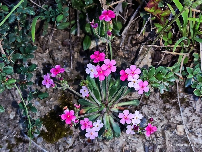 Androsace integra