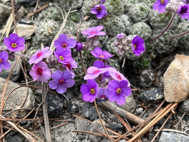 Androsace jacquemontii