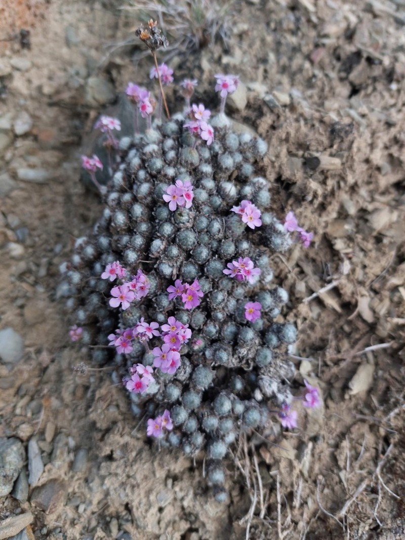 Androsace jacquemontii photo 2