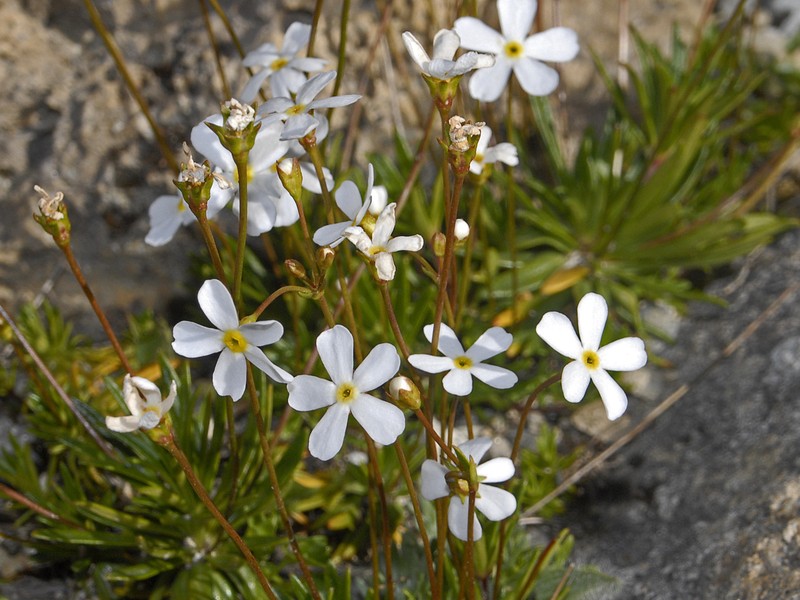 Androsace lactea