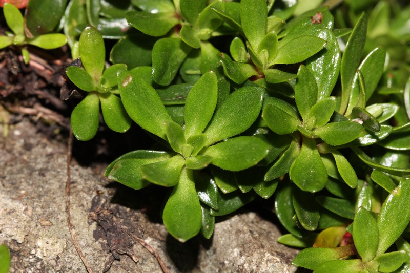 Cliff Dwarf-Primrose photo 3