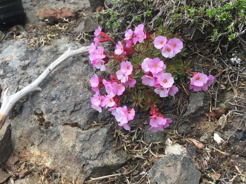Cliff Dwarf-Primrose photo 4
