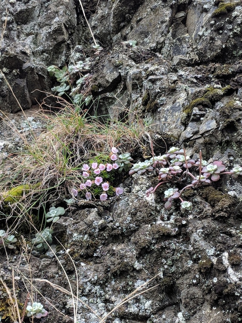 Cliff Dwarf-Primrose photo 5