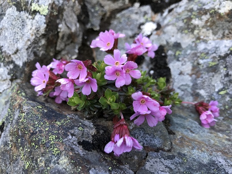Cliff Dwarf-Primrose photo 6