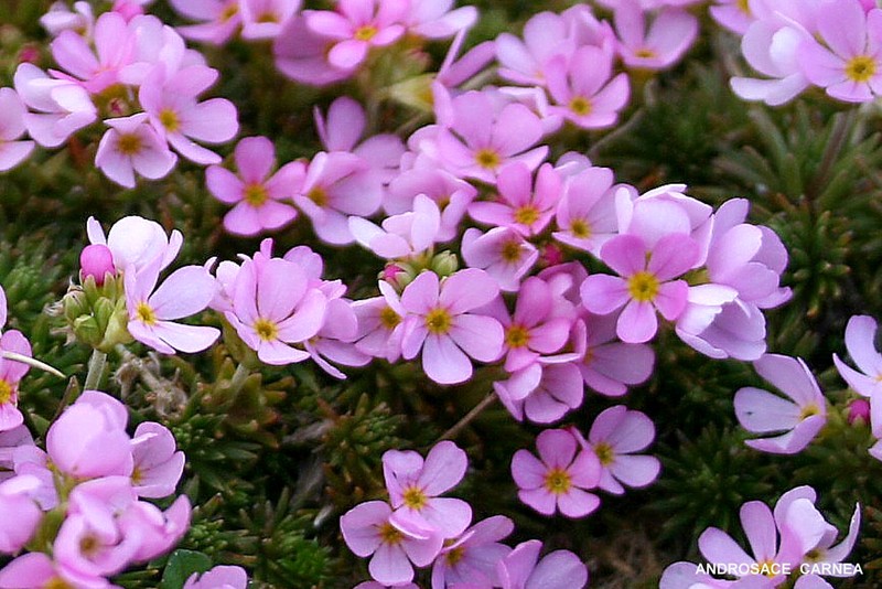 Androsace laggeri