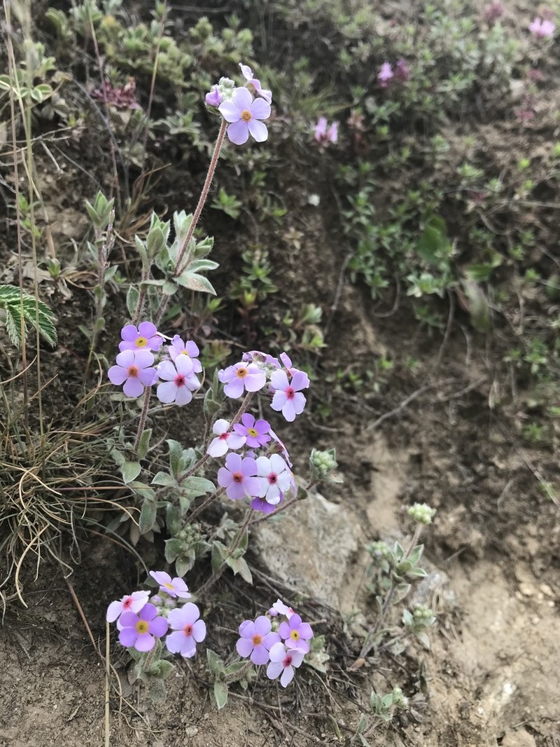 Androsace lanuginosa photo 2