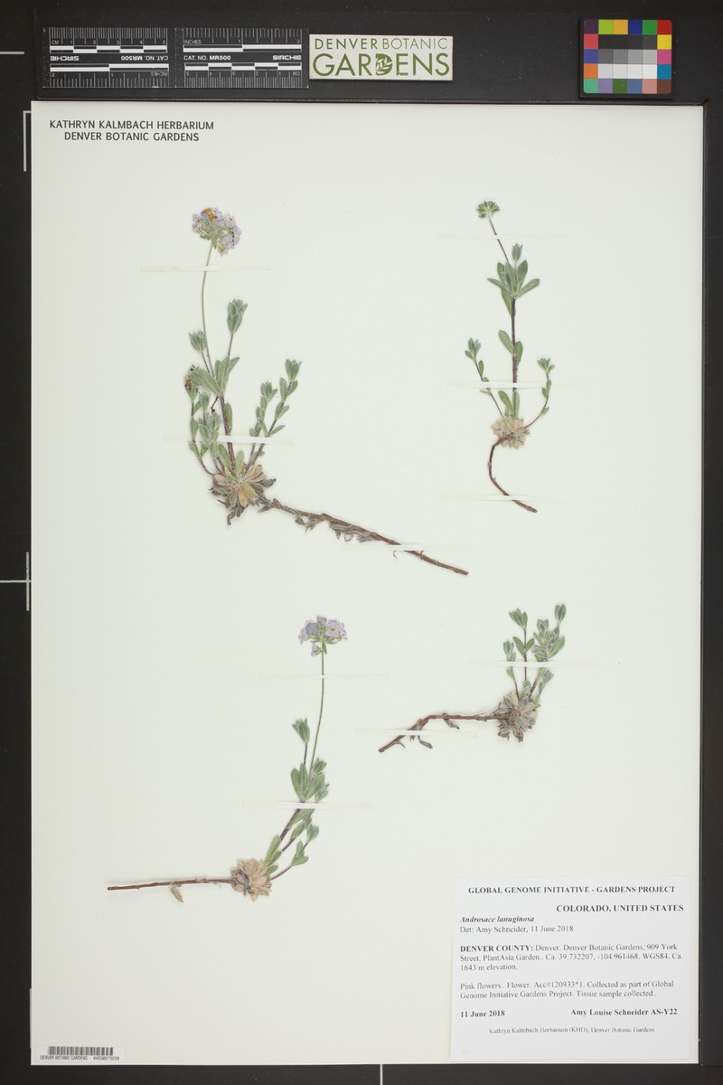 Androsace lanuginosa photo 4