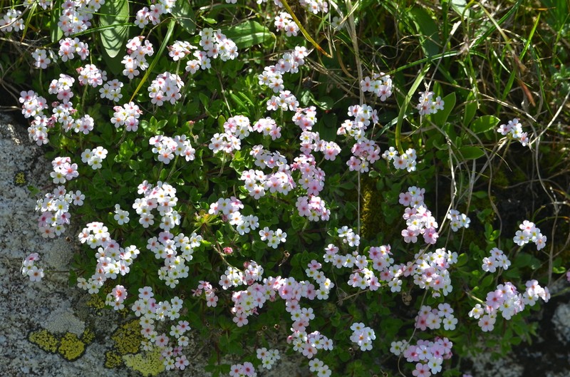 Androsace laxa