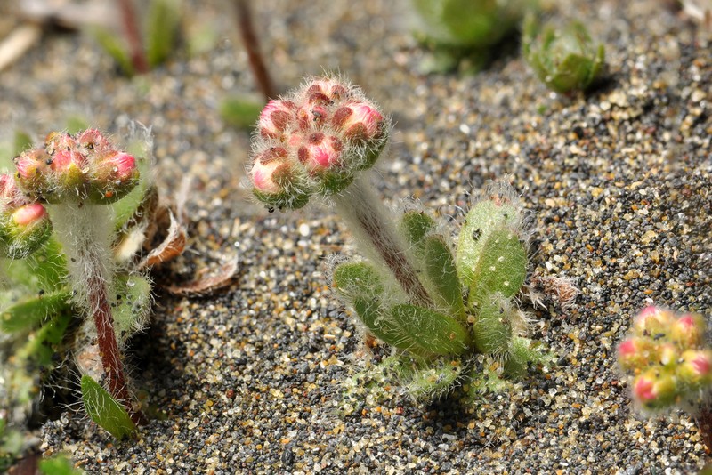 Androsace lehmanniana