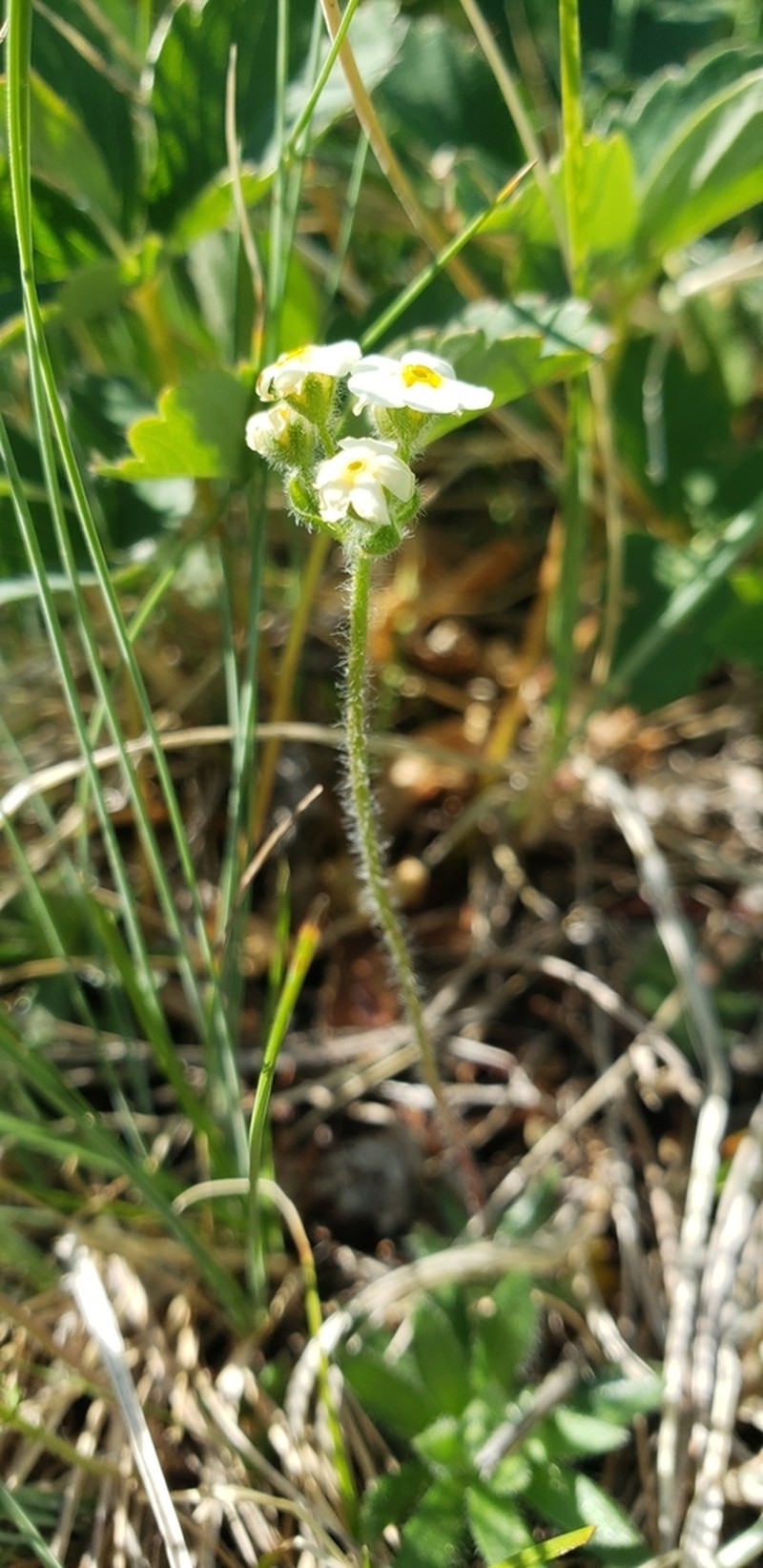 Androsace lehmanniana photo 2