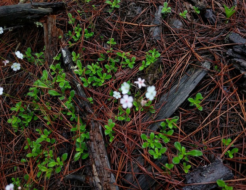 Androsace limprichtii