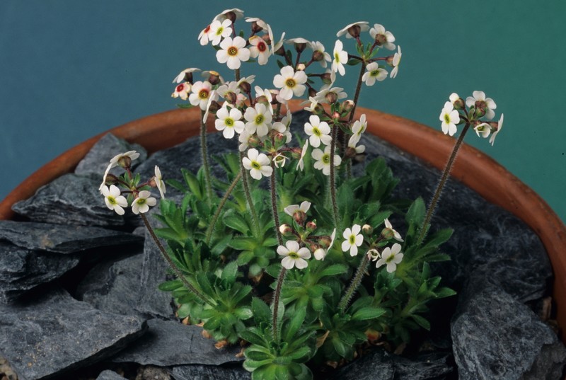 Androsace mairei