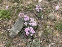 Androsace mariae
