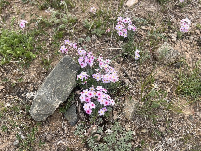 Androsace mariae