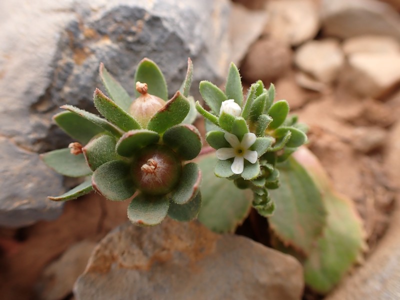 Androsace maxima subsp. maxima