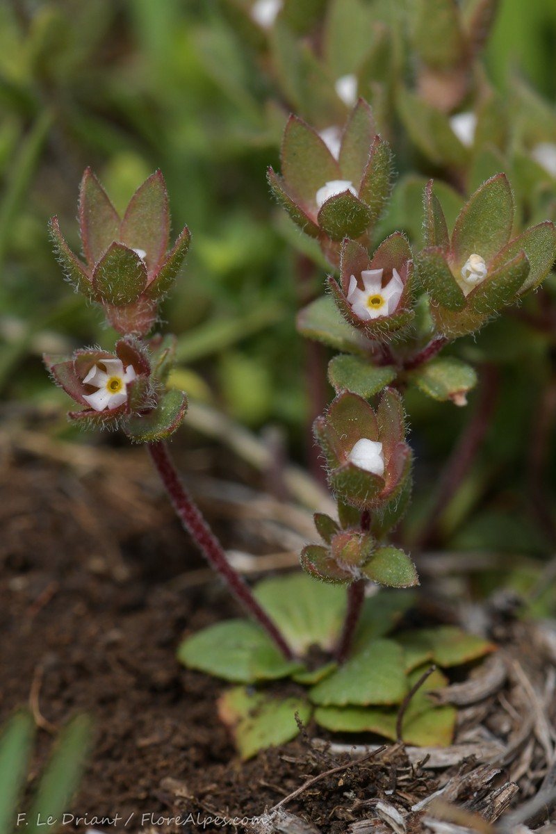 Androsace maxima subsp. maxima photo 2
