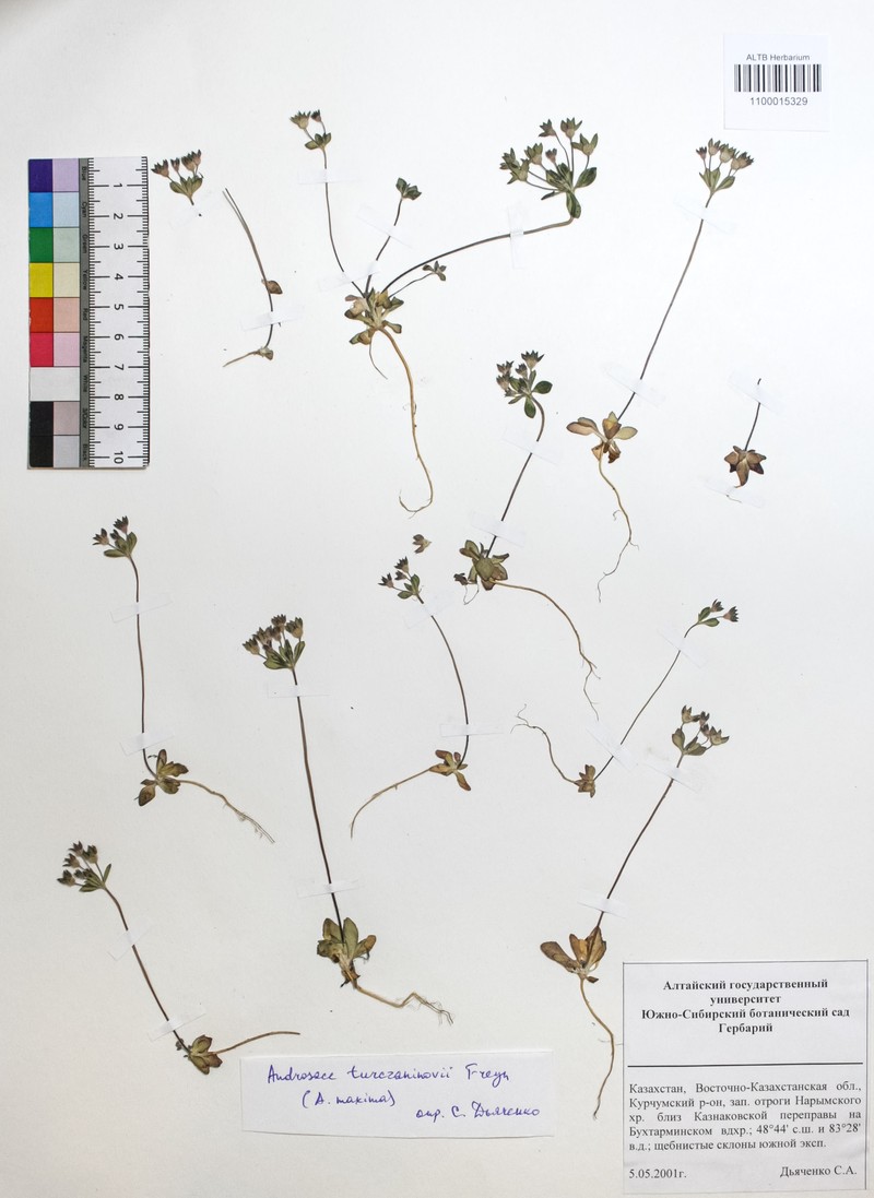 Androsace maxima subsp. maxima photo 3