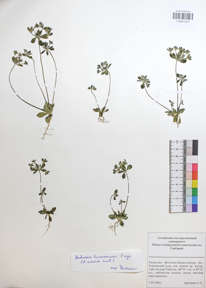 Androsace maxima subsp. maxima photo 4