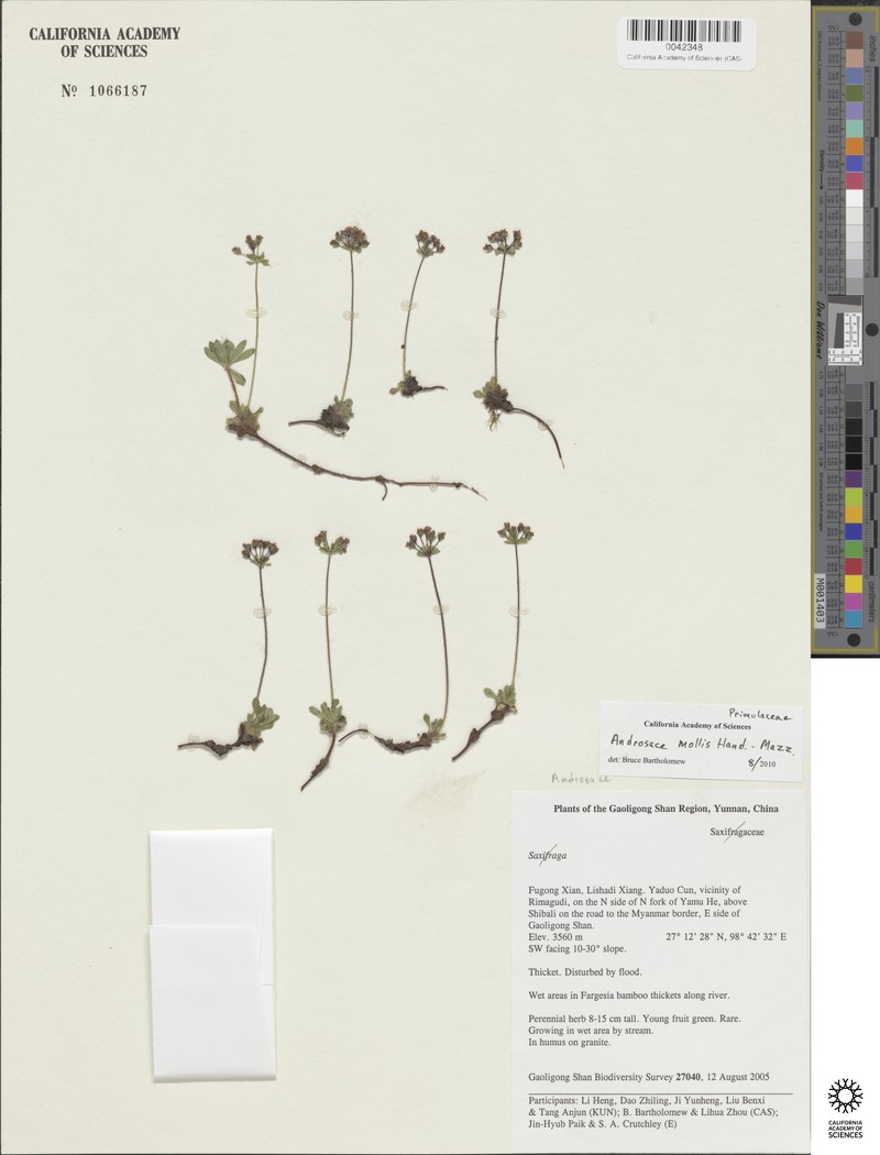 Androsace mollis