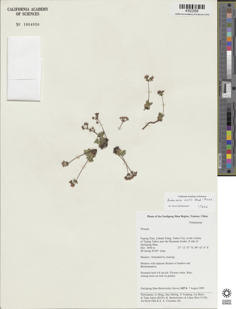 Androsace mollis photo 2