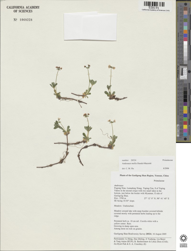 Androsace mollis photo 3