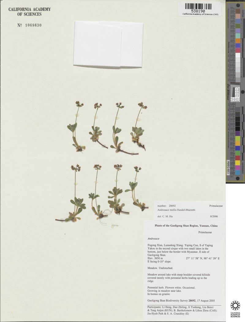 Androsace mollis photo 4