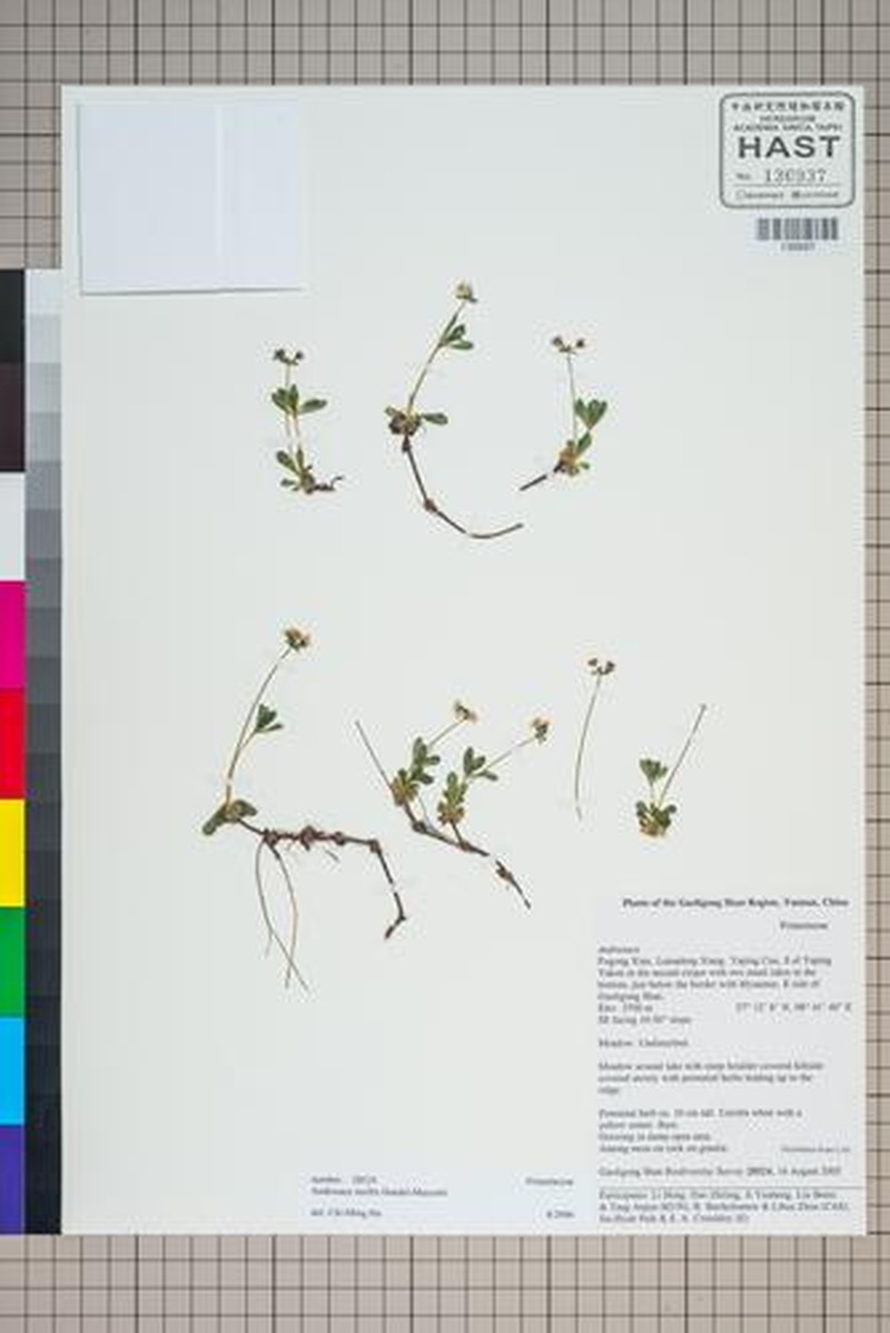Androsace mollis photo 5