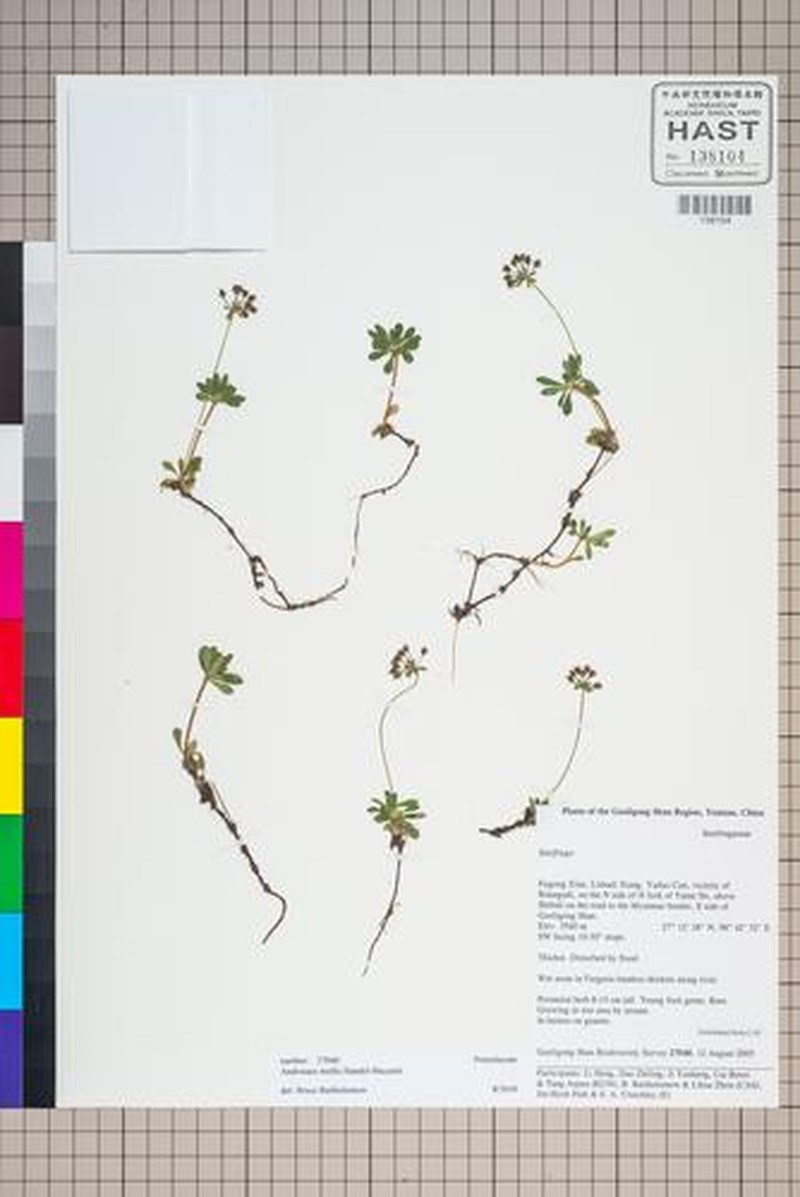 Androsace mollis photo 6