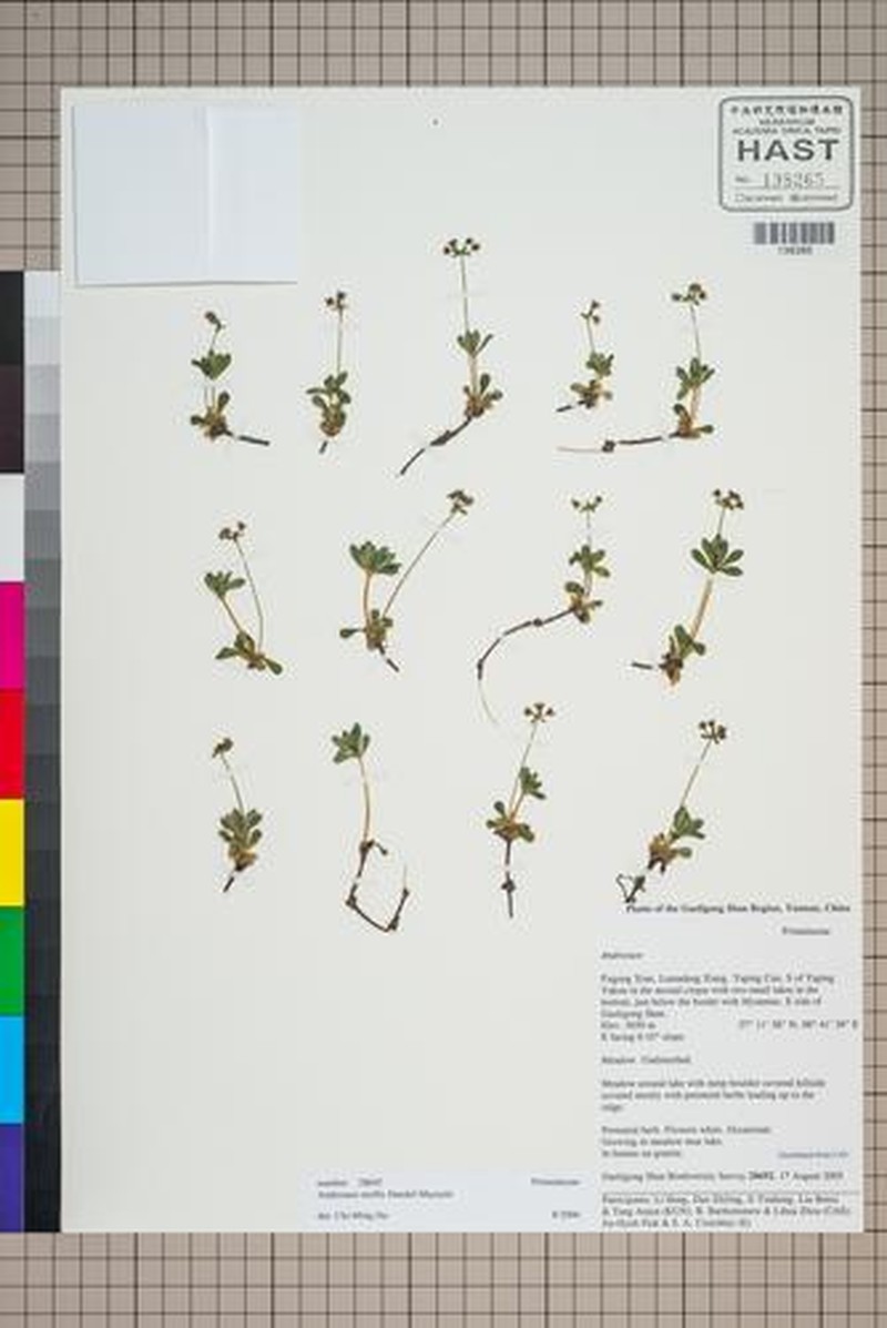 Androsace mollis photo 7