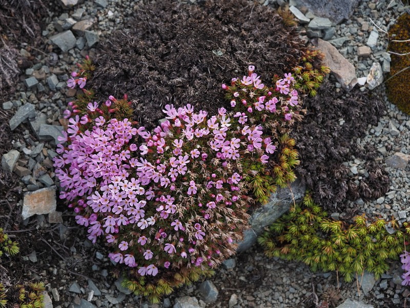 Rocky Mountain Dwarf-Primrose