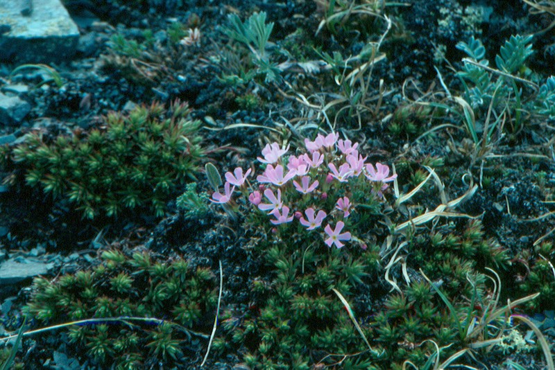 Rocky Mountain Dwarf-Primrose photo 2
