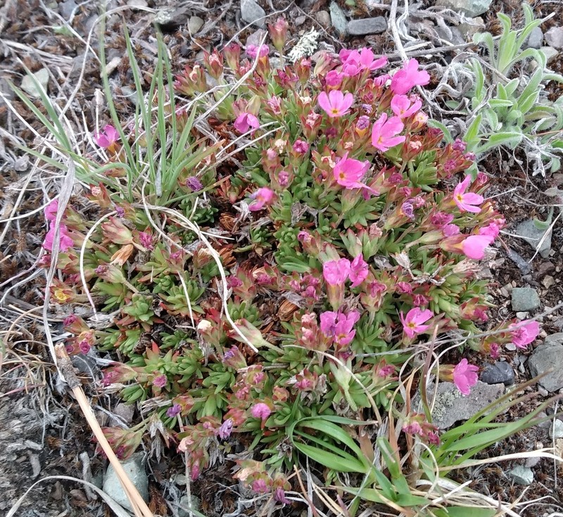 Rocky Mountain Dwarf-Primrose photo 3
