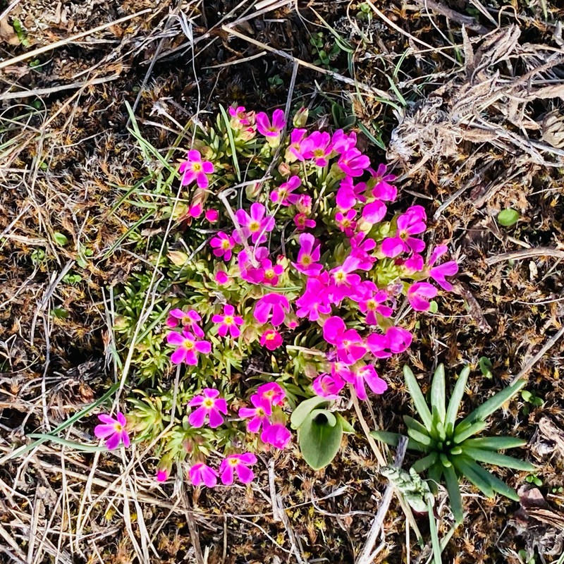 Rocky Mountain Dwarf-Primrose photo 4