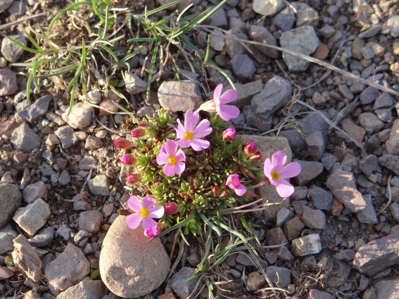 Rocky Mountain Dwarf-Primrose photo 5